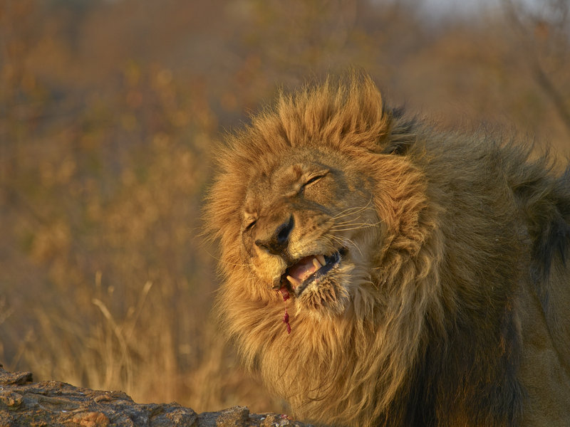 Lion, Amani Lodge